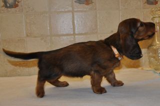 Jamnik d�ugow�osy - szczeni� 